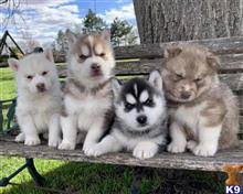 Siberian Husky Puppies For Sale In California