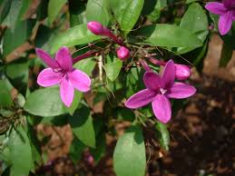 Image result for Eranthemum laxiflorum
