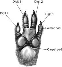 Dog anatomy poster created using vintage images. Ilium Bone An Overview Sciencedirect Topics