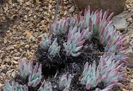 Image result for Emilia caespitosa