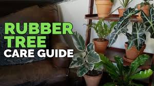This plant can be pruned at any time to keep it looking its best. Money Tree Pachira Aquatica Care Youtube