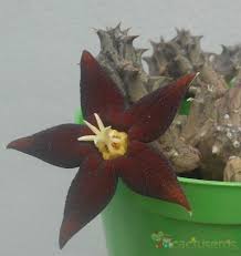 Image result for Piaranthus atrosanguineus