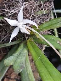 Image result for Aerangis kirkii