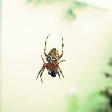 Kreuz Spinne Edda Spinne Garten Ideen Garten