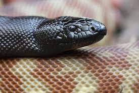 What To Feed Black Headed Pythons Rodent Farm Pretty Snakes Python Blackheads