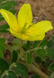 Image result for Tribulus zeyheri