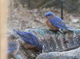 Backyard Birds Of Middle Tennessee Clay And Limestone Bluebirds In The Garden Blue Bird Birds Pet Birds