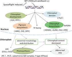 We did not find results for: Transcriptome And Proteomic Analyses Reveal Multiple Differences Associated With Chloroplast Development In The Spaceflight Induced Wheat Albino Mutant Mta