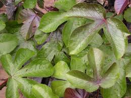 Image result for Jatropha gossypiifolia