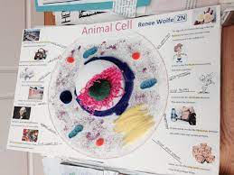 This is a great way to make 3d model of plant cell by cutting a rubber ball in half and stuffing it with foam or cotton to provide the shape. Animal Cell Poster Animal Cell Project Cells Project Animal Cell