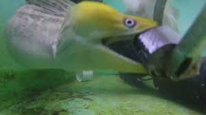 Moray eels, to my certain knowledge, will bite if provoked. Moray Eel S Second Jaw Is Visible As It Swallows Mackerel Youtube