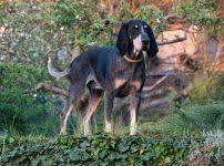 Image result for malý modrý gaskoňský honič