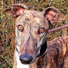 ⬇ ladda ner greyhound stockfotografier hos den bästa bildbyrån ✔ rimliga priser ✔ miljontals premium högkvalitativa, royaltyfria stockfotografier, bilder och illustrationer. Greyhound Forever E V