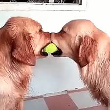 Golden Retriever Trending Gifs