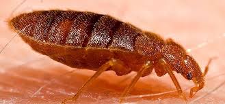 Check spelling or type a new query. Les Traitements Naturels Contre Les Punaises De Lit Rentokil