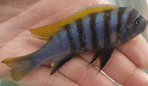 Image result for Microchloa afra