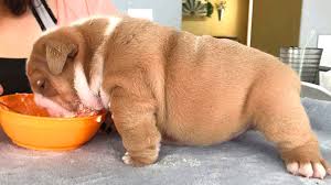 Maybe you would like to learn more about one of these? Cutest Bulldog Puppies Funny And Cute English Bulldog Puppies Compilation 2020 1 Youtube