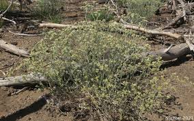 Image result for Gnaphalium