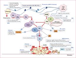 (accès possible à partir du logiciel de gestion de la clinique). John Libbey Eurotext Hematologie Pieges Extracellulaires Des Neutrophiles Hemostase Et Thromboses