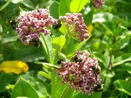 It is native to southern canada and much of the united states east of the rocky mountains, excluding the drier parts of the prairies. File Vatochnik Sirijskij Asclepias Syriaca Invazijna Roslina Medonos Cherkaska Obl Jpg Wikimedia Commons