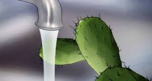 We've included steps on getting the recipe and crafting one above. How To Water A Cactus 12 Steps With Pictures Wikihow