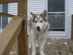 Maybe you would like to learn more about one of these? Alaskan Malamute Dog Breed Information And Pictures