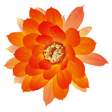 Download these amazing cliparts absolutely free and use these for creating your presentation, blog or website. Orange Flower Png Novocom Top