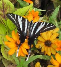 Black And White Striped Butterfly With Red Dots The Zebra Swallowtail Butterfly Euryotides Marcellus Was Designated The Official State Butterfly Of Te Swallowtail Butterfly Zebra Butterfly Butterfly Photos