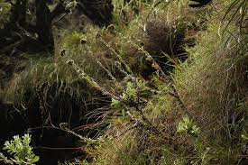 Image result for Helichrysum rhodellum