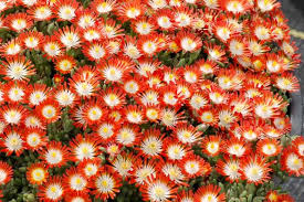Image result for Delosperma mahonii