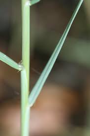 Image result for Dichanthium sericeum
