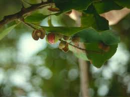 Image result for Pappea capensis