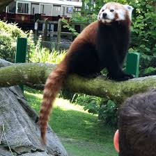 Up Close And Personal I Just Love The Red Pandas Theyre So Cute Great Day Out At Longleat Longleat Longleatsafaripark Animals Funny Animals Red Panda