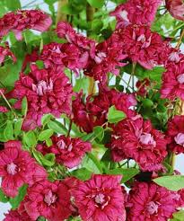 Double flowers in rosette form are light pink with darker pink marbling merging towards the rich pink margins. Clematis Innocent Glance Pbr Tellura Luzhajka