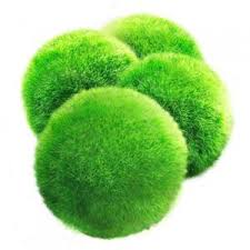 Marimo Moss Ball Care And Benefits Comprehensive Guide Marimo Moss Marimo Moss Ball Marimo