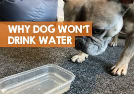 We went to the vets office. Why Won T My Dog Drink Water Out Of His Bowl Fix It