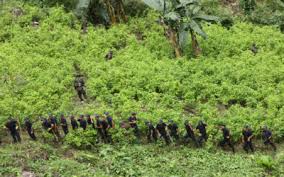 Resultado de imagen para cultivos en colombia graficas