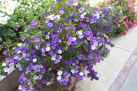 Image result for Eriosema pauciflorum