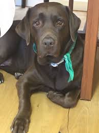 Absolutely Nothing Compares To A Lab S Face Cikolata