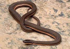Queen Snake Snake Beautiful Snakes Colorful Snakes