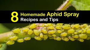 If left untreated, it will consume your whole plant and eventually will die a slow death.the best part is, it. Controlling Aphids 8 Homemade Aphid Spray Recipes And Tips