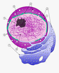 Nucleus Cell Without Label Free Transparent Clipart Clipartkey Please clarify if that is what you want. nucleus cell without label free