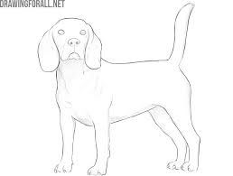 Sketch its back and front legs. How To Draw A Realistic Dog