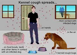 Symptoms of kennel cough are similar to a severe cold or influenza. Kennel Cough Pdsa