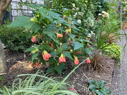 Image result for Abutilon grantii