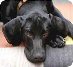 We did not find results for: Jacksonville Fl Labrador Retriever Meet Presley A Pet For Adoption