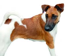 Image result for foxteriér hladkosrstý