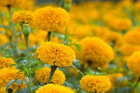 Image result for tagetes)