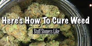 Curing Cannabis Properly