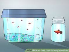 How To Take Care Of Baby Platy Fish In 2020 Platy Fish Betta Fish Care Fish Breeding